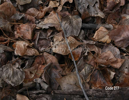 Fall is Over